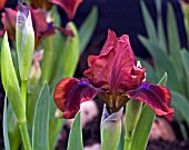 DWARF BEARDED IRIS SNUGGLEBUG