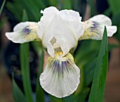 DWARF BEARDED IRIS GREEN SPOT