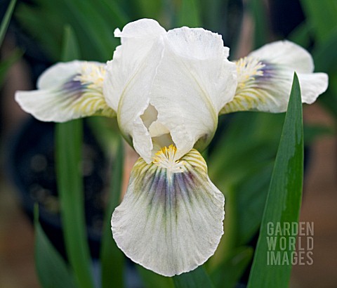 DWARF_BEARDED_IRIS_GREEN_SPOT