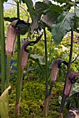 ARISAEMA THUNBERGII SUBSPECIES URASHIMA