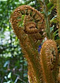 DRYOPTERIS AFFINIS,  SCALY MALE FERN