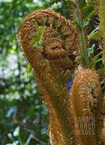 DRYOPTERIS_AFFINIS__SCALY_MALE_FERN