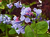 MERTENSIA PULMONARIODES