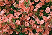 DIASCIA LITTLE DRIFTER