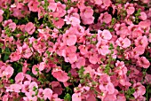 DIASCIA LITTLE DANCER