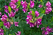 POLYGALA MYRTIFOLIA FLOWERS AND FOLIAGE