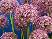 ALLIUM GLOBEMASTER