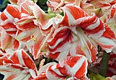 HIPPEASTRUM JEWEL  AMARYLLIS