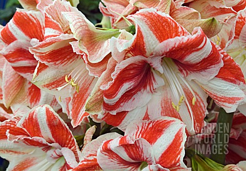 HIPPEASTRUM_JEWEL__AMARYLLIS