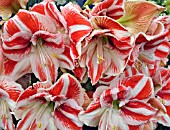 HIPPEASTRUM JEWEL  AMARYLLIS