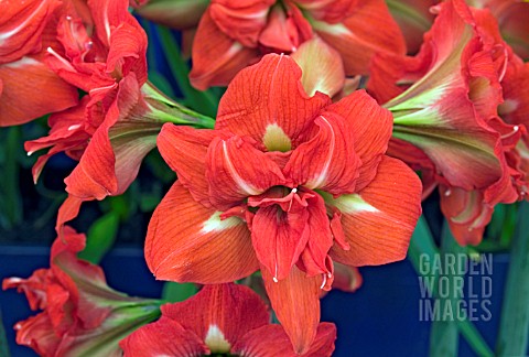 HIPPEASTRUM_UNIQUE