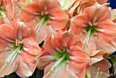 HIPPEASTRUM DARLING AMARYLLIS