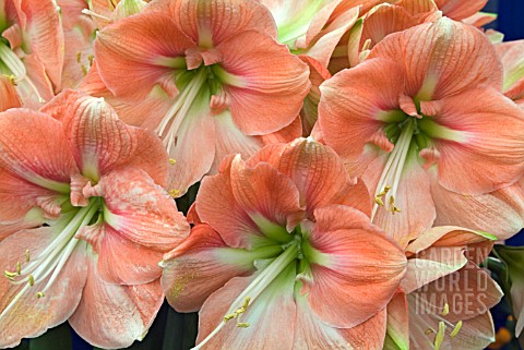 HIPPEASTRUM_DARLING_AMARYLLIS