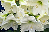 HIPPEASTRUM CHRISTMAS GIFT   AMARYLLIS