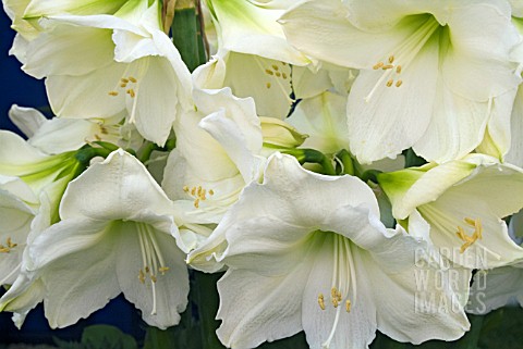 HIPPEASTRUM_CHRISTMAS_GIFT___AMARYLLIS