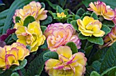 PRIMULA VULGARIS BELARINA MISS SUNSHINE DOUBLE PRIMROSE