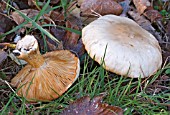 WOOD BLEWITT, LEPISTA NUDA, FUNGAL FRUITING  BODY (TOADSTOOL)