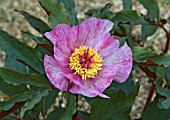 PAEONIA CAMBESSEDESII CLOSE UP OF FLOWER SHOWING UNUSUAL COLOUR FORM