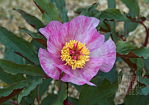 PAEONIA_CAMBESSEDESII_CLOSE_UP_OF_FLOWER_SHOWING_UNUSUAL_COLOUR_FORM