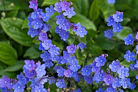 OMPHALODES_CAPPADOCICA_CHERRY_INGRAM