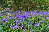 HYACINTHOIDES,  BLUEBELLS GROWING IN WOODLAND WITH OAKS AND BRACKEN