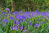 HYACINTHOIDES,  BLUEBELLS GROWING IN WOODLAND WITH OAKS AND BRACKEN