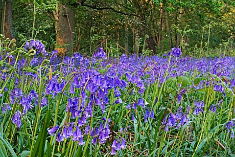 HYACINTHOIDES__BLUEBELLS_GROWING_IN_WOODLAND_WITH_OAKS_AND_BRACKEN
