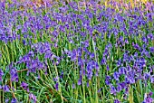 HYACINTHOIDES,  BLUEBELLS GROWING IN WOODLAND