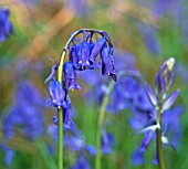 HYACINTHOIDES NON SCRIPTA