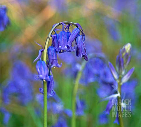 HYACINTHOIDES_NON_SCRIPTA