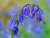 HYACINTHOIDES NON SCRIPTA,  BLUEBELL