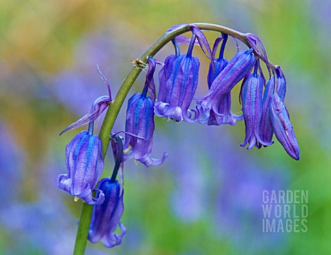 HYACINTHOIDES_NON_SCRIPTA__BLUEBELL