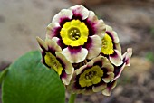 PRIMULA AURICULA SIRIUS