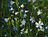 STELLARIA HOLOSTEA,  GREATER STITCHWORT