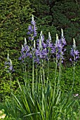 CAMASSIA LEICHTLINII SUBSPECIES SUKSDORFII CAERULEA GROUP