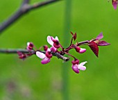 CERCIS CANADENSIS FOREST PANSY