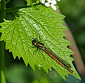 DAMSEL FLY,  NEWLY EMERGED,  RESTING ON ALLIARIA PETIOLATA