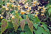 EPIMEDIUM AMBER QUEEN