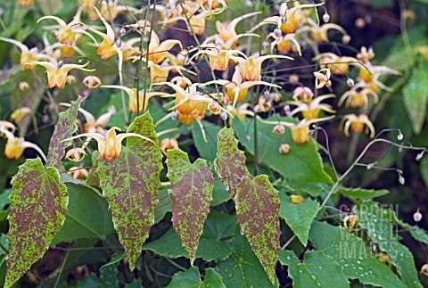 EPIMEDIUM_AMBER_QUEEN