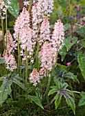 TIARELLA BUTTERFLY WINGS,   FOAM FLOWER