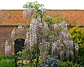 WISTERIA FLORIBUNDA ROSEA TRAINED AS A FREE STANDING TREE.