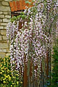 WISTERIA FLORIBUNDA ROSEA SHOWING FLOWERING RACEMES ON A FREE STANDING TREE.