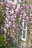 WISTERIA FLORIBUNDA ROSEA