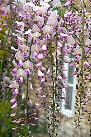 WISTERIA_FLORIBUNDA_ROSEA