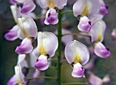 WISTERIA FLORIBUNDA ROSEA