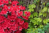 RHODODENDRON VUYKS SCARLET  EVERGREEN AZALEA GROWING WITH GOLDEN HOP,  HUMULUS LUPULUS GOLDEN TASSELS