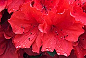 RHODODENDRON VUYKS SCARLET  EVERGREEN AZALEA