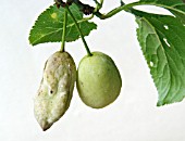 POCKET PLUM DISEASE,  TWO AFFECTED YOUNG FRUITS