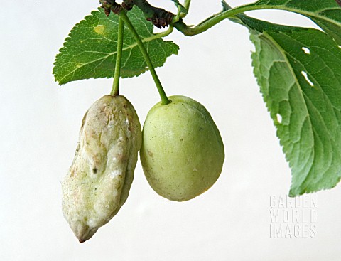 POCKET_PLUM_DISEASE__TWO_AFFECTED_YOUNG_FRUITS