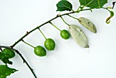 POCKET PLUM DISEASE,  TAPHRINA PRUNI,  SHOWING NORMAL YOUNG PLUMS AND AFFECTED FRUITS